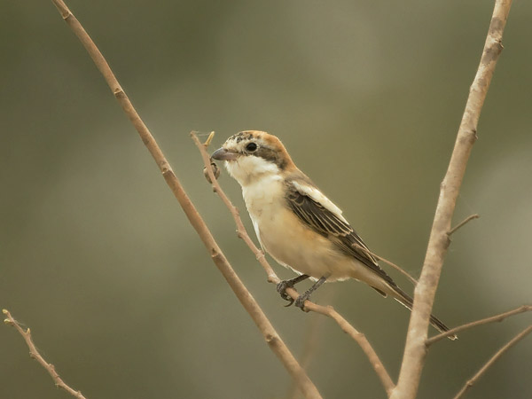 Punapäälepinkäinen, Woodchat Shrike, Lanius senator